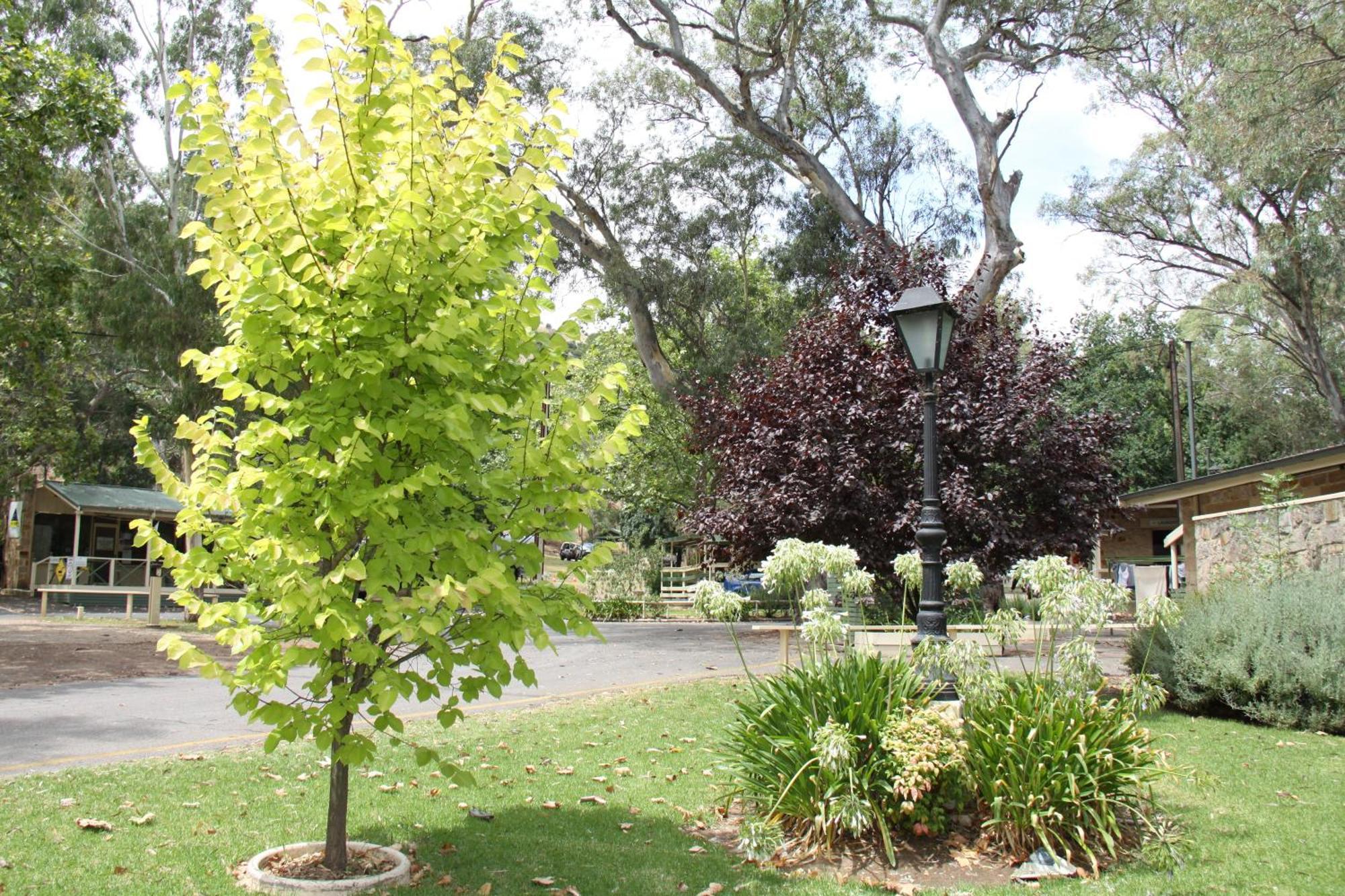 Adelaide Brownhill Creek Tourist Park Otel Dış mekan fotoğraf